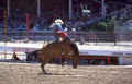 bucking horse cheyenne Vintage A4 Photo Print