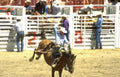 bucking horse cowboy Vintage A4 Photo Print