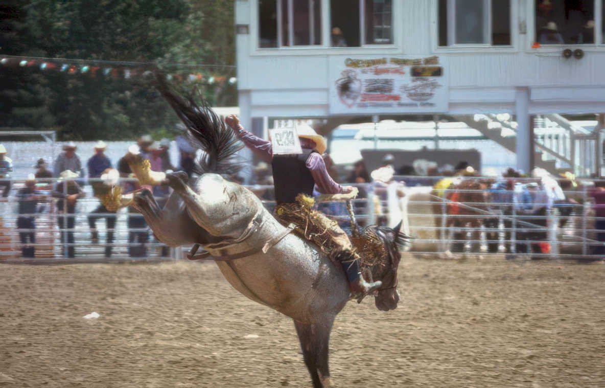 bucking horse rodeo 4 Vintage A4 Photo Print