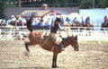 bucking horse rodeo 6 Vintage A4 Photo Print