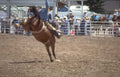 bucking horse rodeo 7 Vintage A4 Photo Print