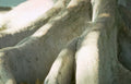 buddha roots sunlight Vintage A4 Photo Print