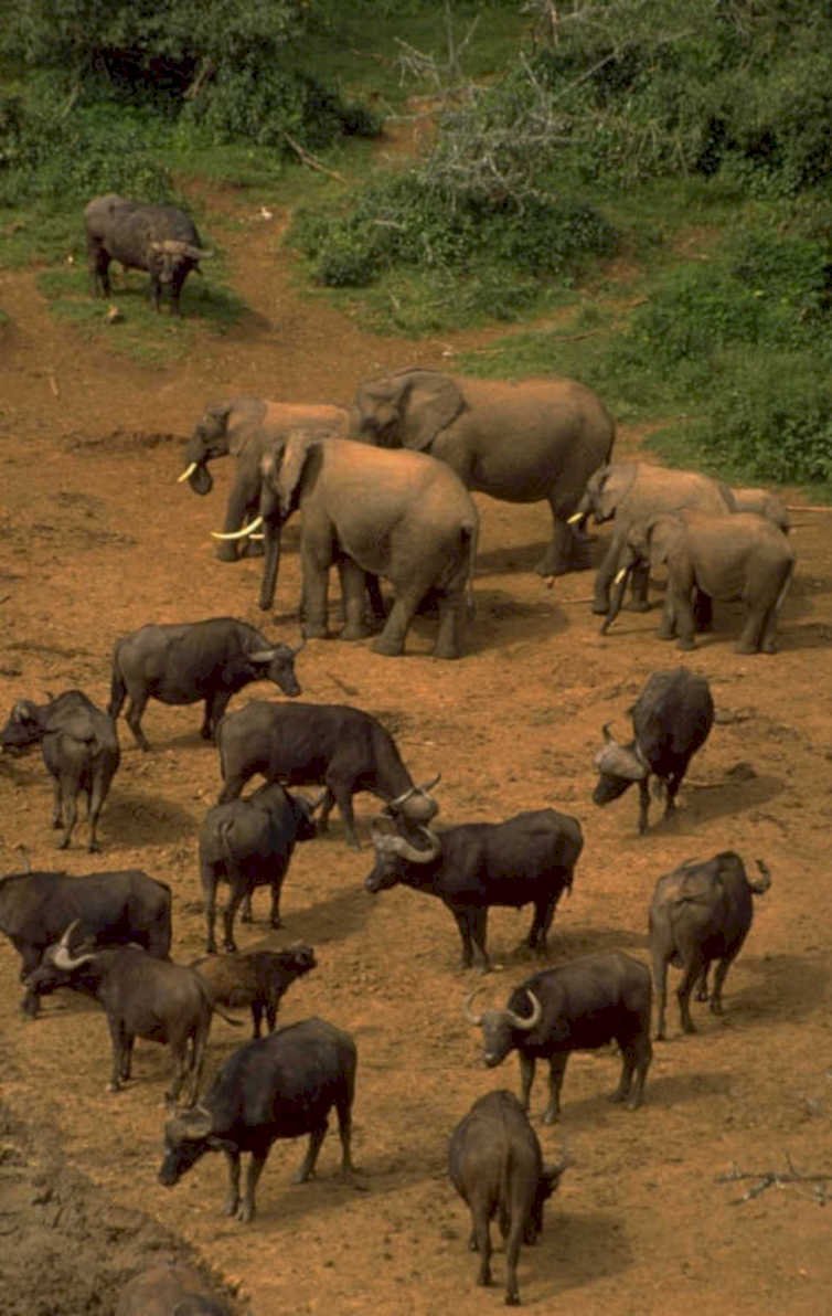 buffalo elephants waterhole 1980s 1990s A4 Photo Print