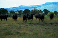 buffalo herd savanna1980s 1990s A4 Photo Print