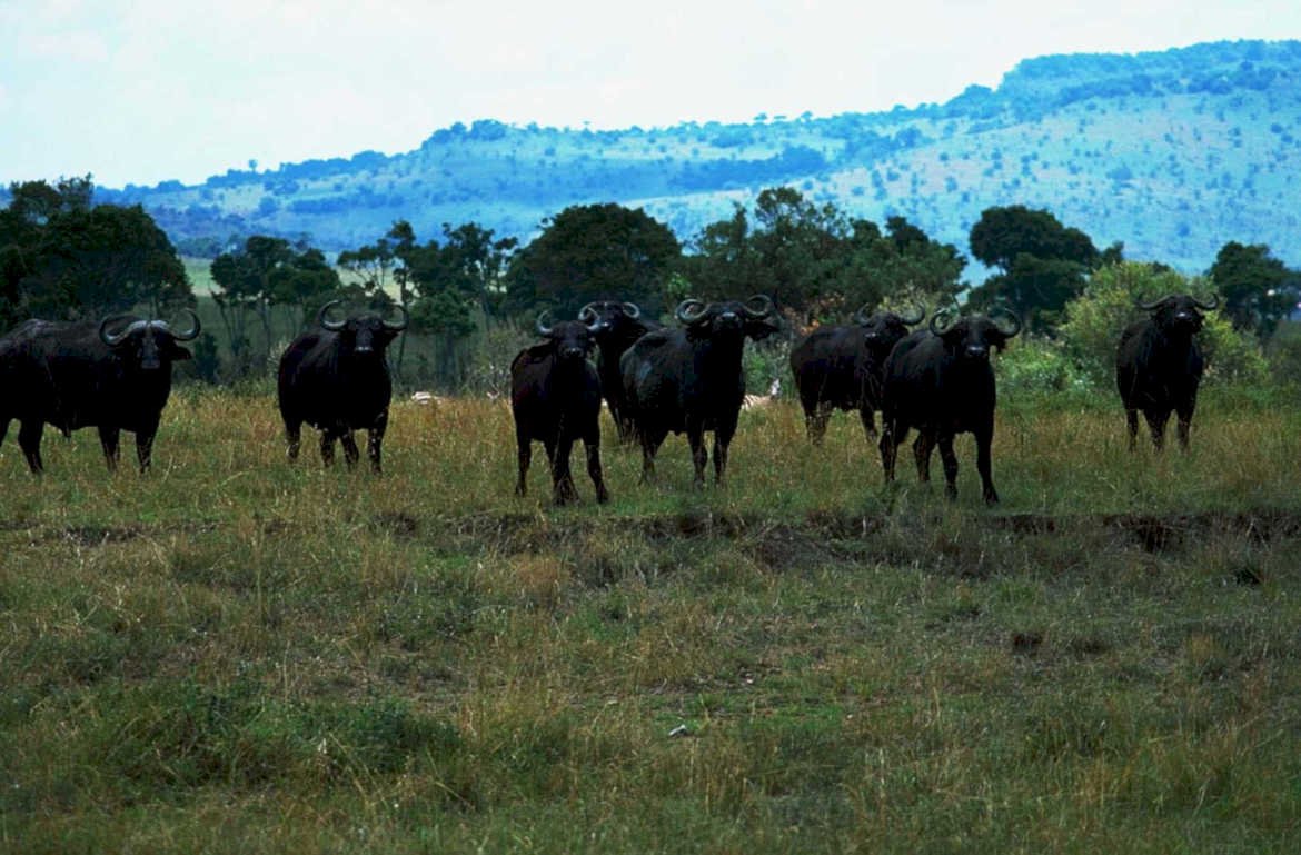 buffalo herd savanna1980s 1990s A4 Photo Print