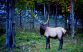 bull elk autumn1980s 1990s A4 Photo Print
