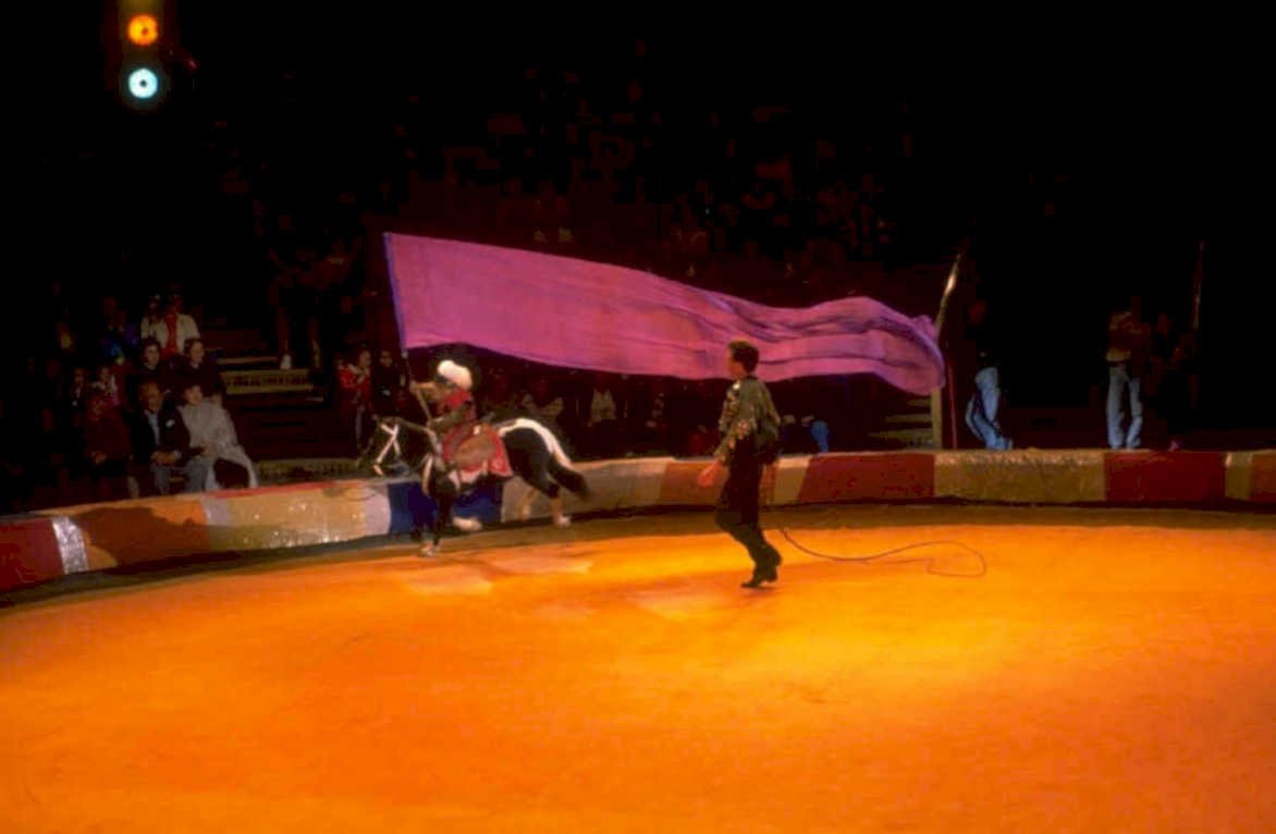 bull rider arena 1980s 1990s A4 Photo Print