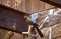 bullfinch branch enclosure Vintage A4 Photo Print