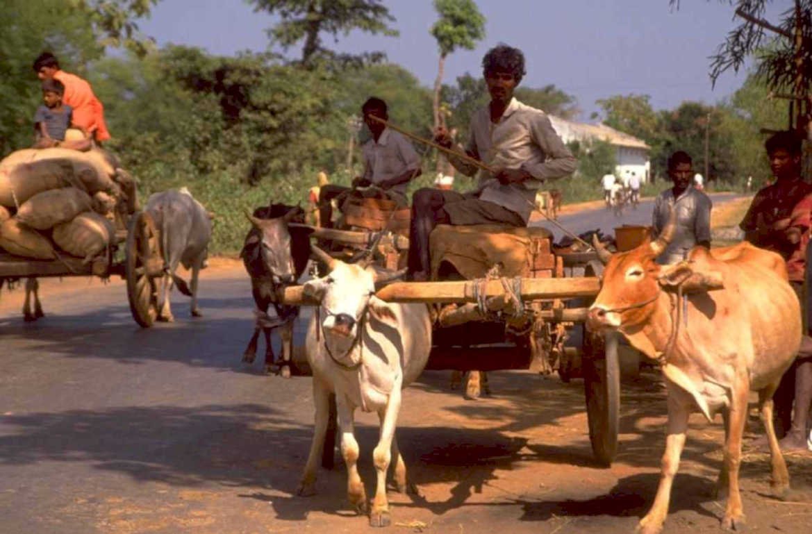 bullock cart india 1980s 1990s A4 Photo Print