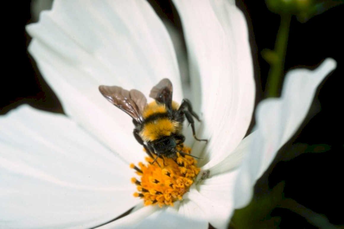bumblebee cosmos flower 11980s 1990s A4 Photo Print