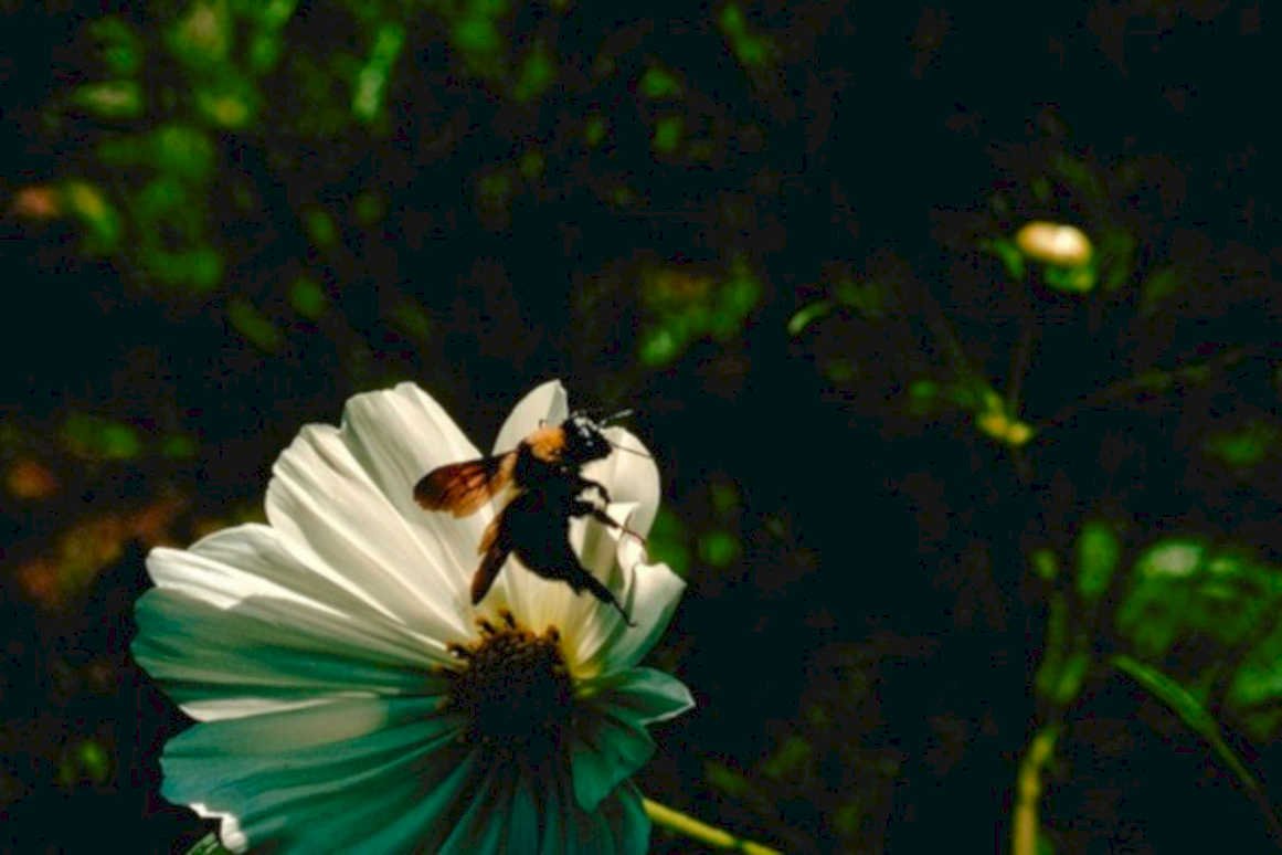 bumblebee cosmos flower 21980s 1990s A4 Photo Print