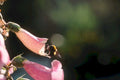 bumblebee foxglove flower1980s 1990s A4 Photo Print