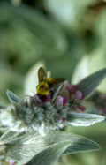 bumblebee sage flower Vintage A4 Photo Print