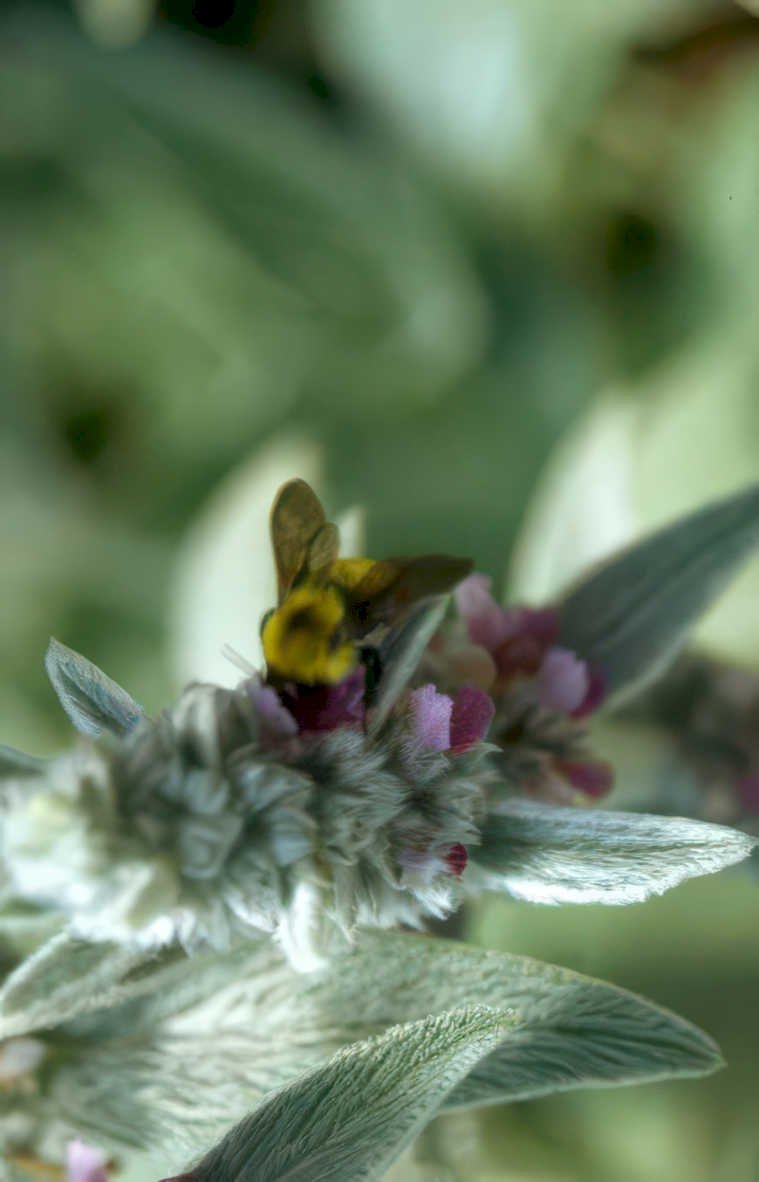 bumblebee sage flower Vintage A4 Photo Print