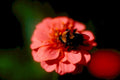 bumblebee zinnia flower1980s 1990s A4 Photo Print