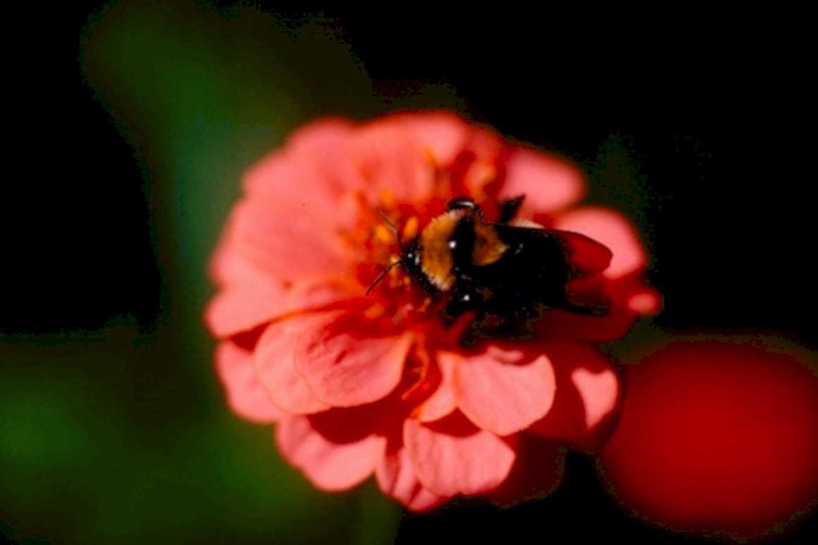 bumblebee zinnia flower1980s 1990s A4 Photo Print
