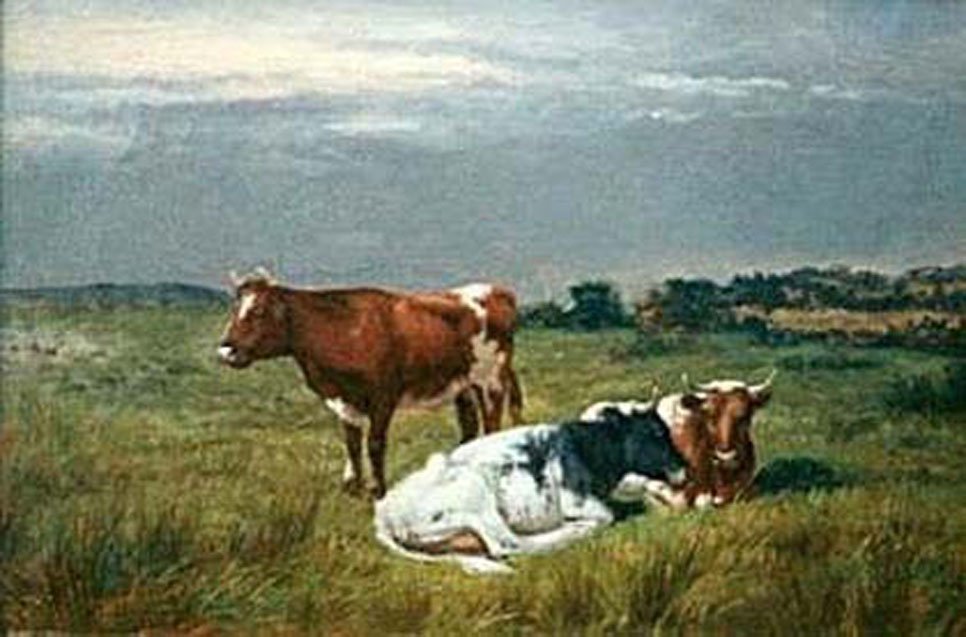 burke Cattle Resting Art A4 Photo Print