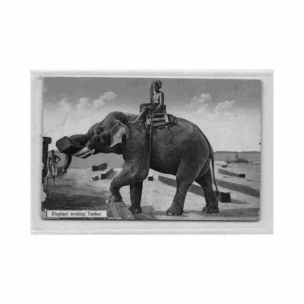 burma elephant working timber d a ahuja 38 Vintage A4 Photo Print