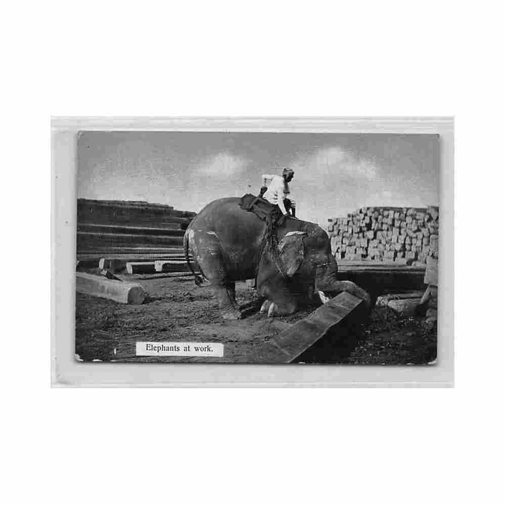burma elephants at work d a ahuja 11 Vintage A4 Photo Print