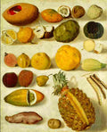 bustos still life with fruits Art A4 Photo Print