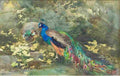 but mil Peacocks in a Garden Art A4 Photo Print
