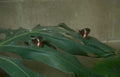 butterflies leaf garden Vintage A4 Photo Print