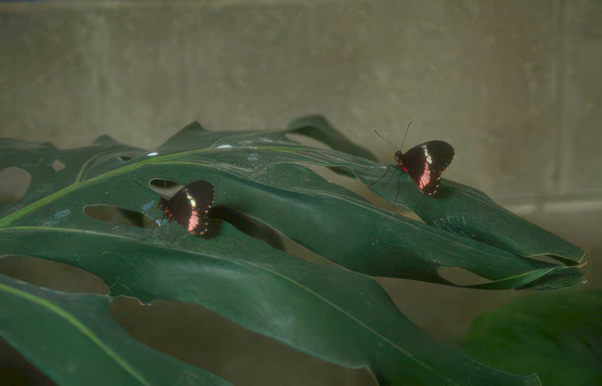 butterflies leaf garden Vintage A4 Photo Print
