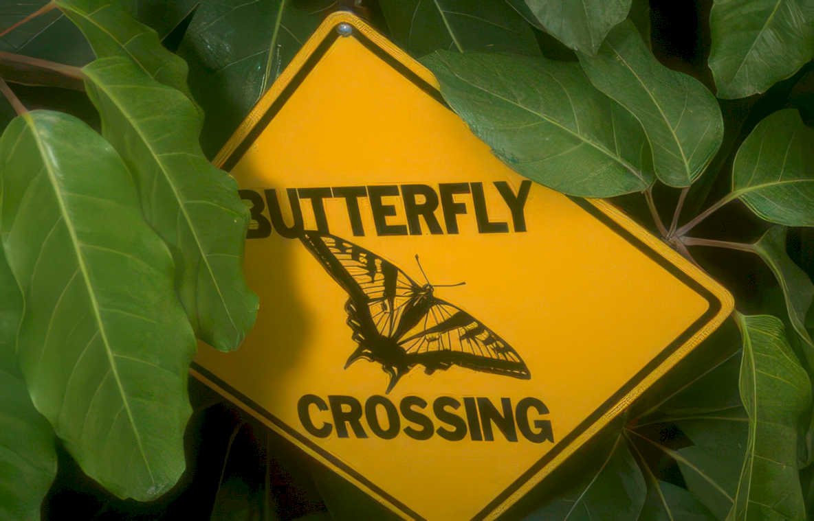butterfly crossing sign Vintage A4 Photo Print