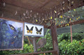 butterfly enclosure monarchs 1980s 1990s A4 Photo Print