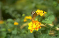 butterfly lantana flowers Vintage A4 Photo Print