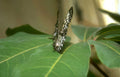 butterfly leaf garden Vintage A4 Photo Print