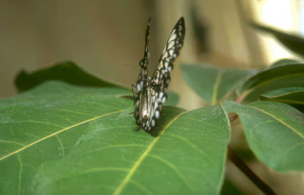 butterfly leaf garden Vintage A4 Photo Print