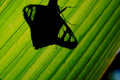 butterfly leaf shadow1980s 1990s A4 Photo Print