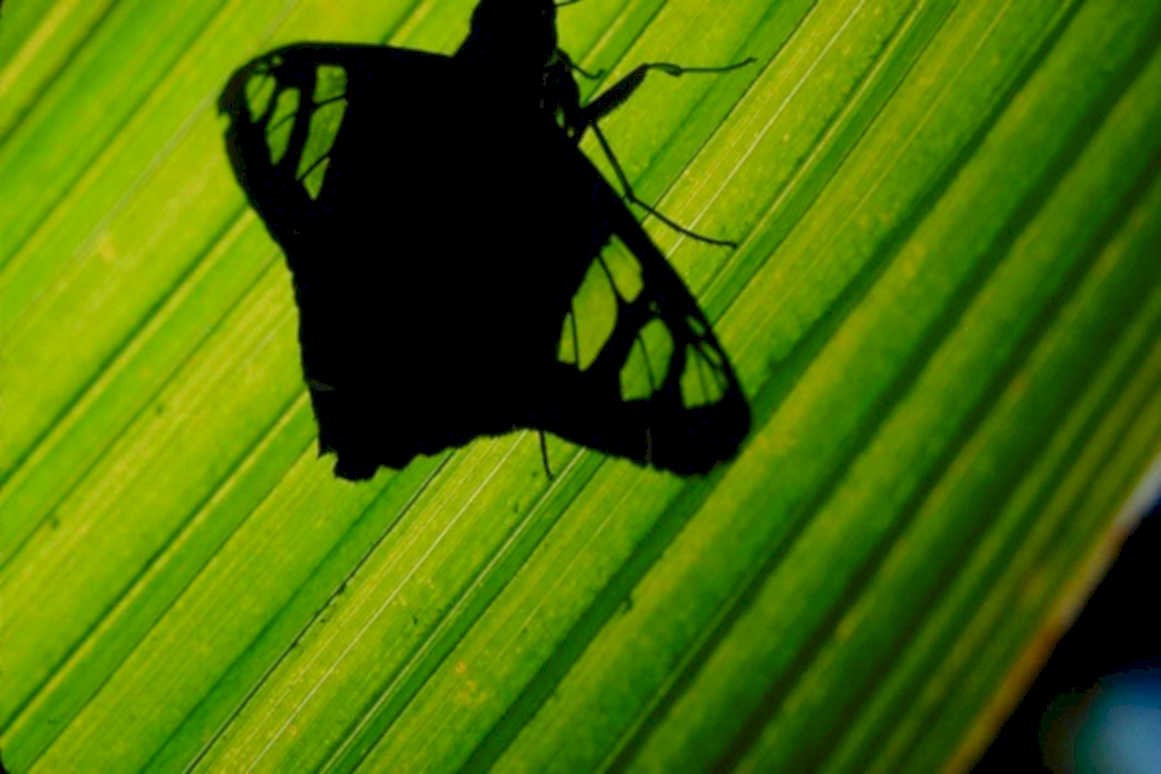 butterfly leaf shadow1980s 1990s A4 Photo Print