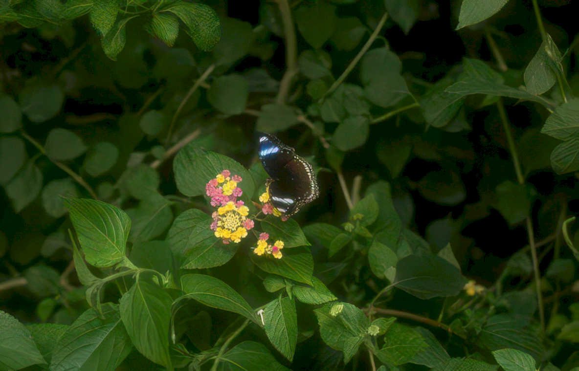 butterfly morpho lantana Vintage A4 Photo Print