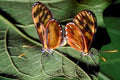 butterfly pair wings1980s 1990s A4 Photo Print