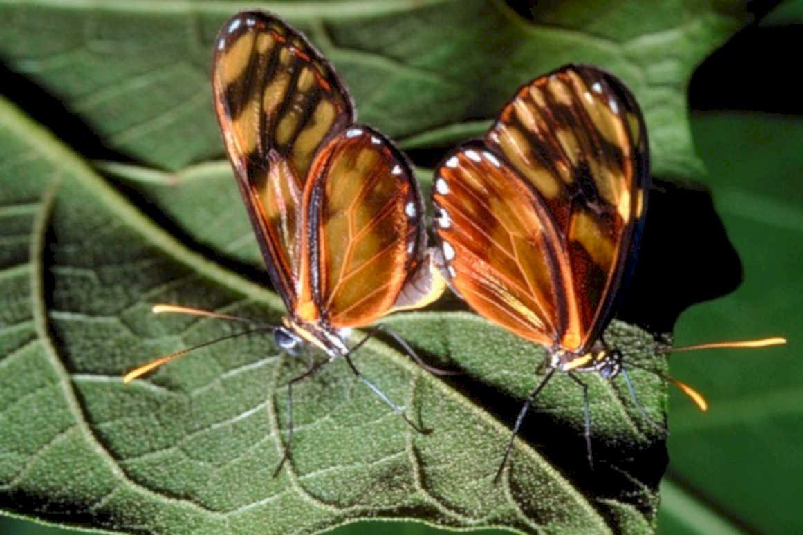butterfly pair wings1980s 1990s A4 Photo Print