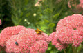 butterfly pink flowers Vintage A4 Photo Print