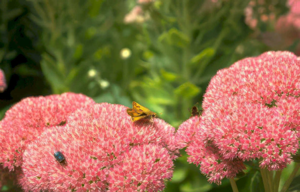 butterfly pink flowers Vintage A4 Photo Print