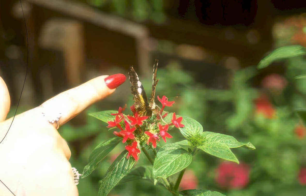 butterfly red flowers Vintage A4 Photo Print