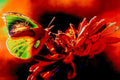 butterfly red flowers1980s 1990s A4 Photo Print