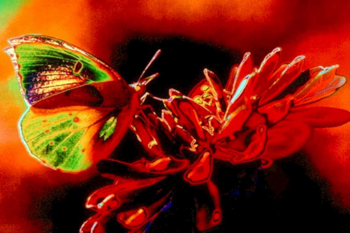 butterfly red flowers1980s 1990s A4 Photo Print