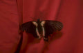 butterfly redfabric closeup Vintage A4 Photo Print