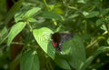 butterfly rose swallowtail Vintage A4 Photo Print