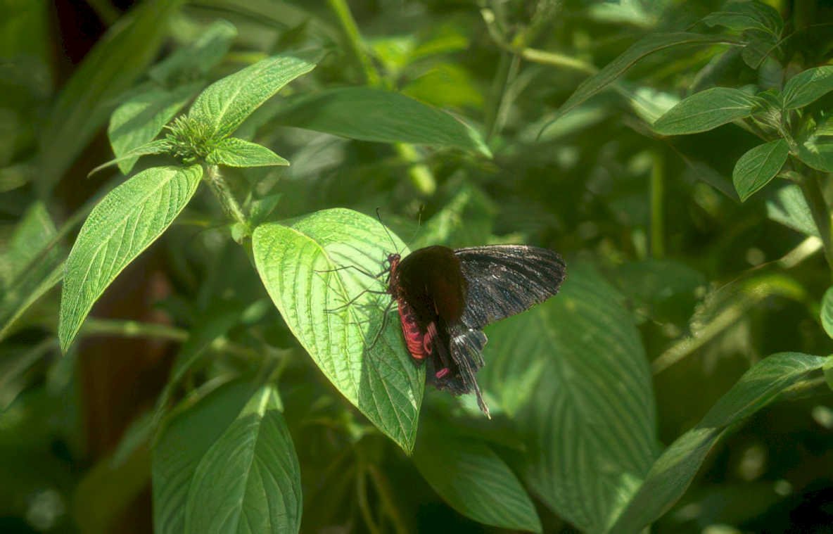 butterfly rose swallowtail Vintage A4 Photo Print