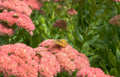 butterfly sedum flower Vintage A4 Photo Print