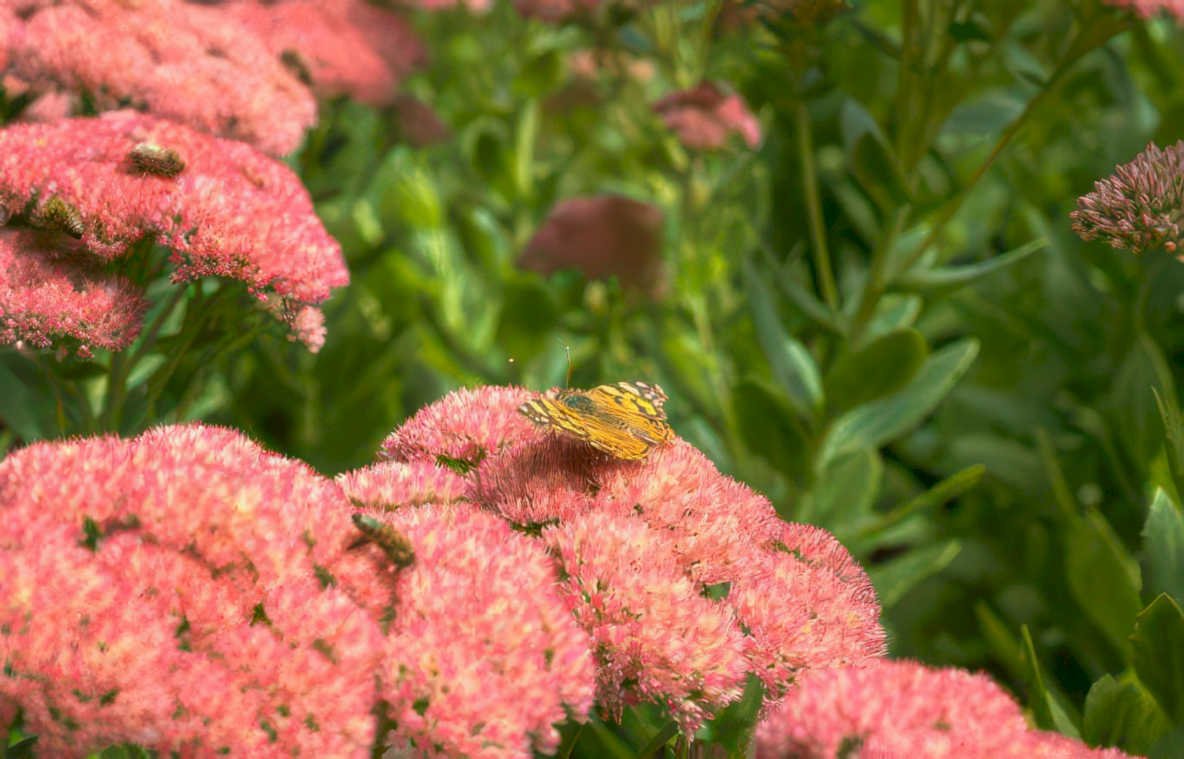 butterfly sedum flower Vintage A4 Photo Print