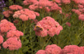 butterfly sedum pink Vintage A4 Photo Print