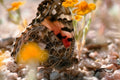 butterfly swallowtail flowers1980s 1990s A4 Photo Print