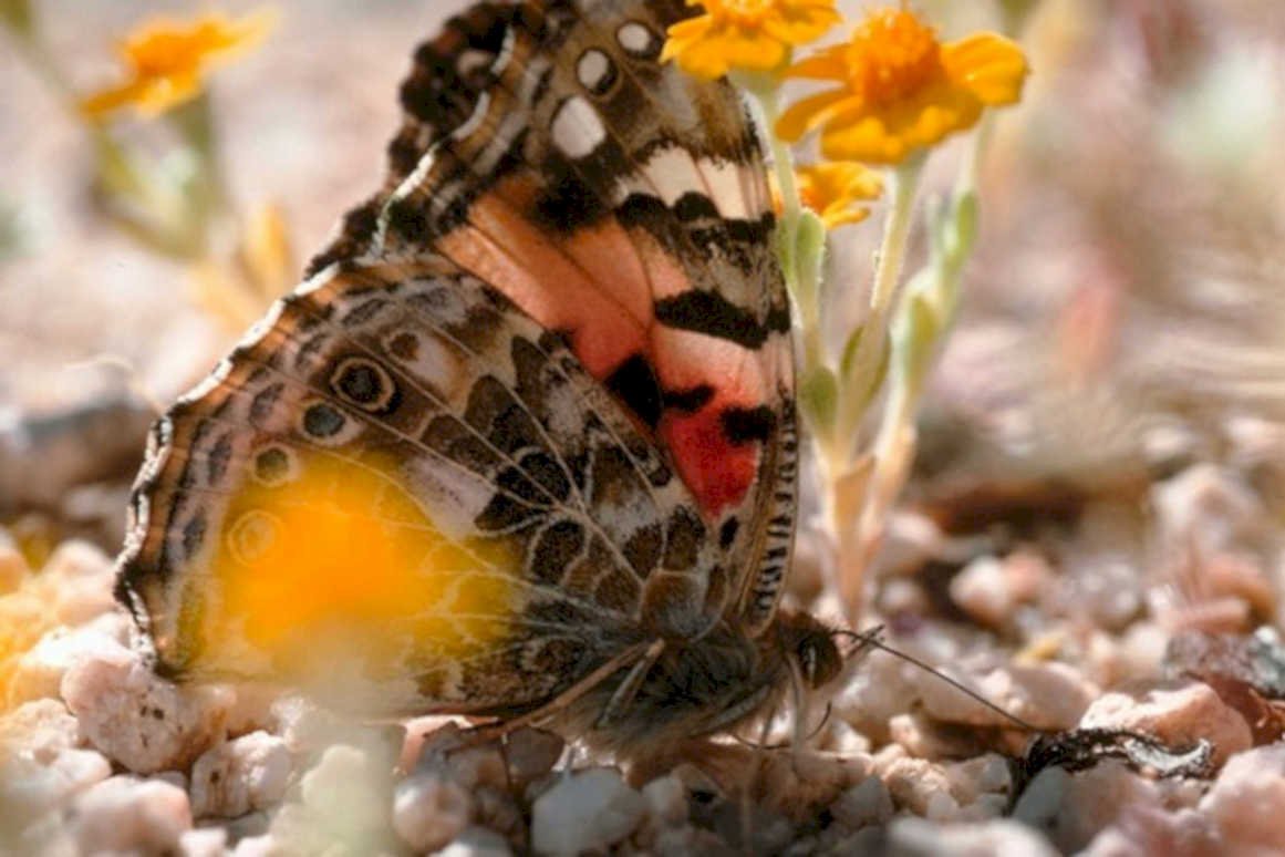 butterfly swallowtail flowers1980s 1990s A4 Photo Print